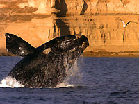 baleine