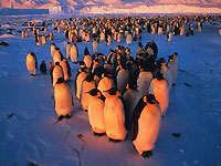 pingouins